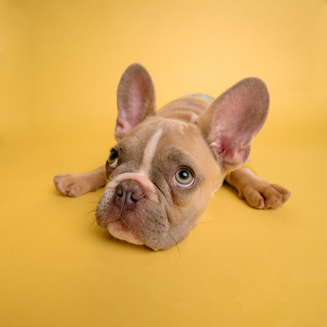 french bulldog puppy with large ears looking sad on mustard yellow background